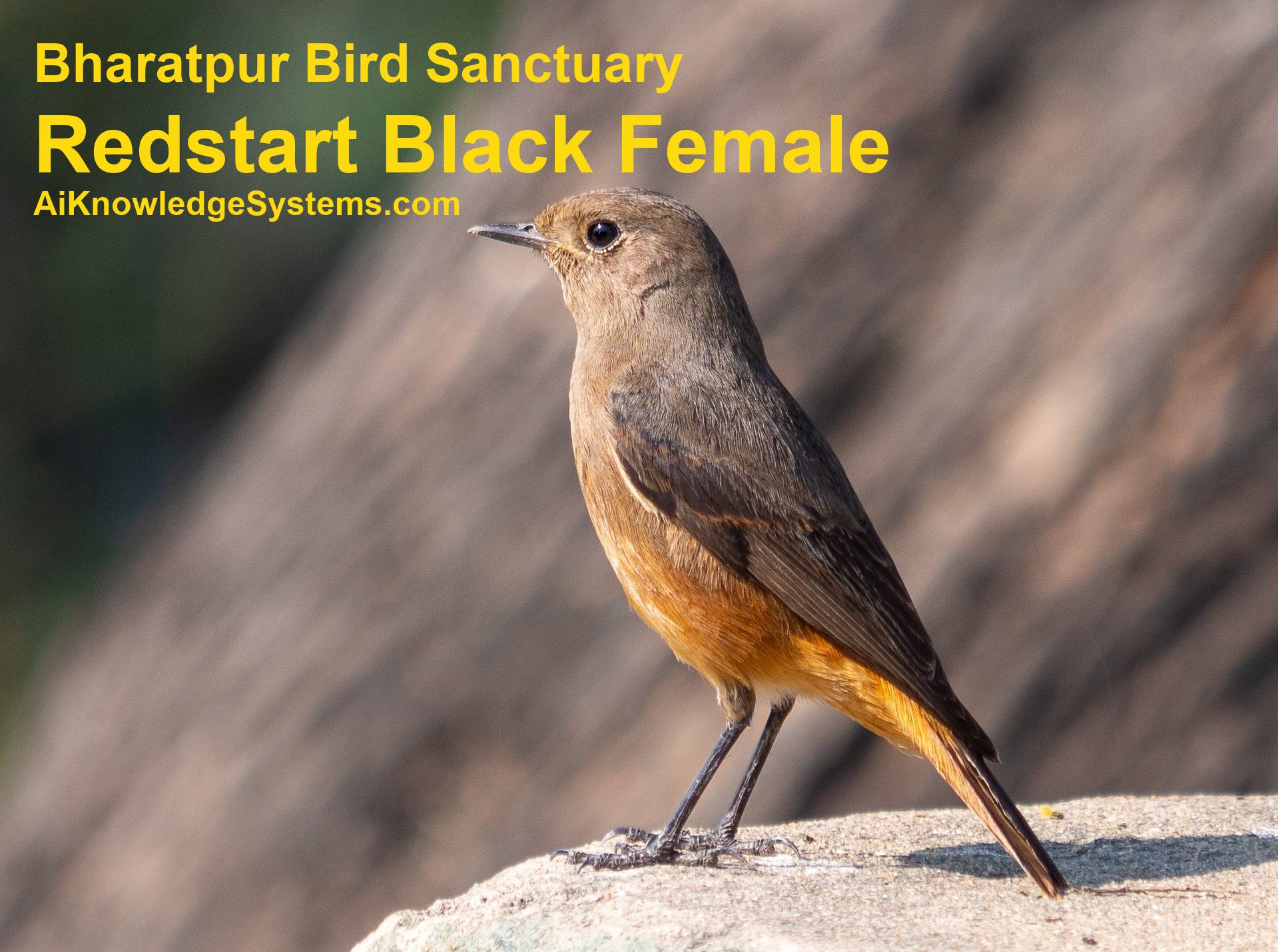 Redstart (51) Coming Soon